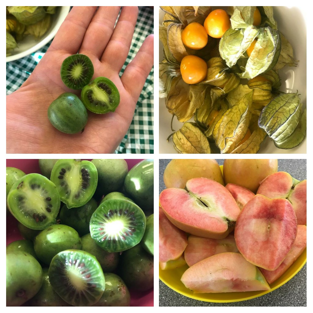 Collage of exotic fruits